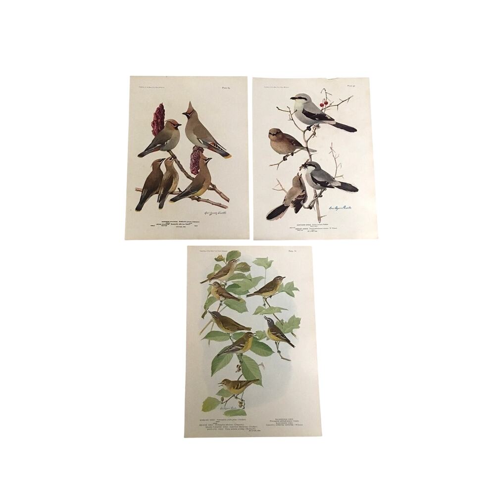 Bird Prints Lot of 3 Waxwing Shrike Vireo Plates 89-91 1917 Vintage Illustration